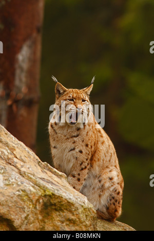 Lince europea (Lynx lynx) sbadigli Foto Stock