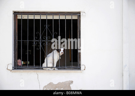 Vecchia donna e cane guardando fuori da dietro una finestra sbarrata in centro storico di Benissa, Alicante, Costa Blanca, Spagna Foto Stock