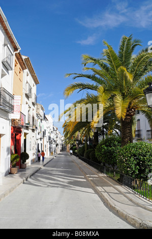 Palme strada del centro storico di Benissa, Alicante, Costa Blanca, Spagna Foto Stock