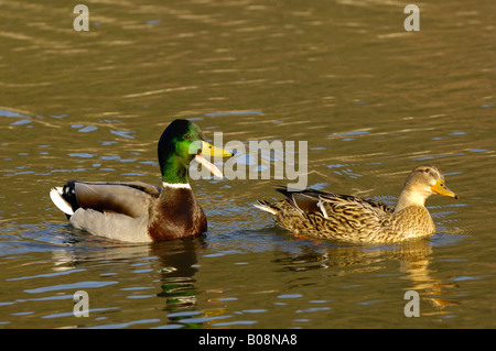 Coppia di anatre germano reale (Anas platyrhynchos) Foto Stock