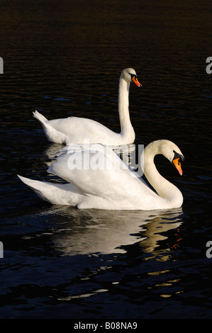 Coppia di Cigni (Cygnus olor) Foto Stock