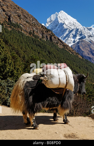 Caricato yak (Bos grunniens) nella parte anteriore del Mt. Thamserku (6608 m), il Parco Nazionale di Sagarmatha, Khumbu Himal, Nepal Foto Stock