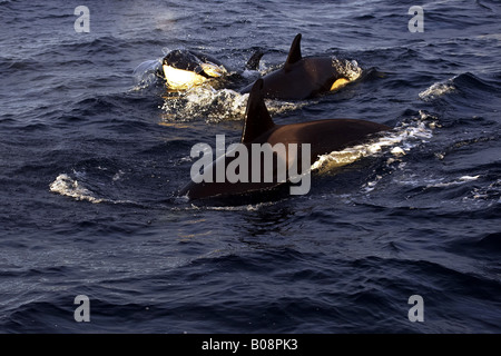 Orca, grande balena killer, grampus (Orcinus orca), gruppo, Norvegia, Isole Lofoten, Vagan, Kabelvag Foto Stock