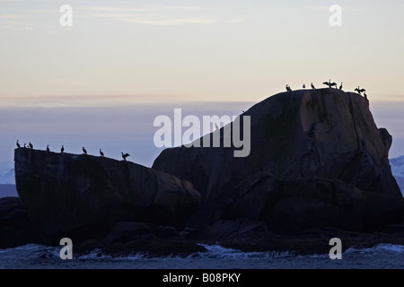 I cormorani, shags (Phalacrocoracidae), su di una roccia a Vestfjorden, Norvegia, Isole Lofoten, Vagan, Kabelvag Foto Stock