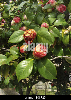 Japanese camellia (Camellia japonica), fiorisce con i danni causati dal gelo Foto Stock