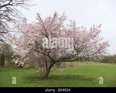 Sargent ciliegia, Sargent di ciliegio (Prunus sargentii 'Riconoscimento', Prunus sargentii entusiastico sostegno), fioritura albero singolo Foto Stock