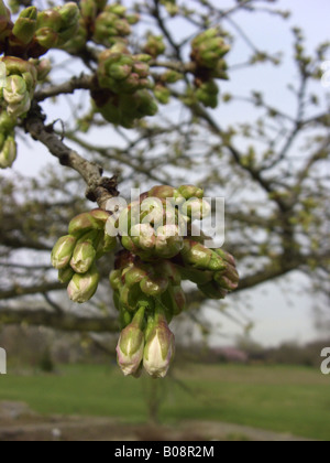 Oriental ciliegio (Prunus serrulata 'Shirotae', Prunus serrulata Shirotae), boccioli di fiori Foto Stock