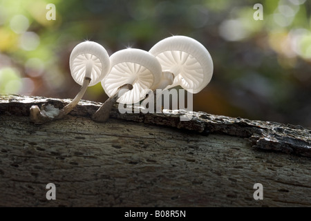 Fungo di porcellana (Oudemansiella mucida), a deadwood in controluce, Germania, Schleswig-Holstein Foto Stock