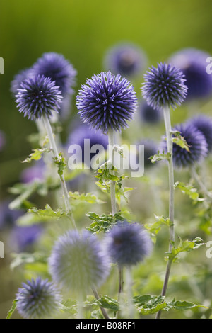 Blue Globe thistle (Echinops bannaticus), infiorescenze Foto Stock