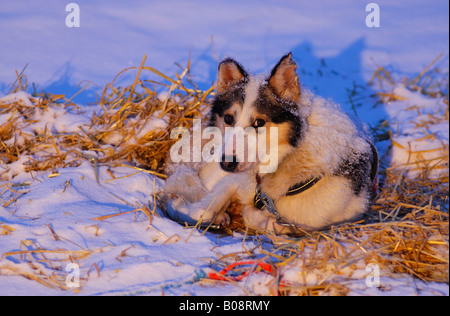 Husky con il cablaggio che giace sulla paglia nella neve Foto Stock