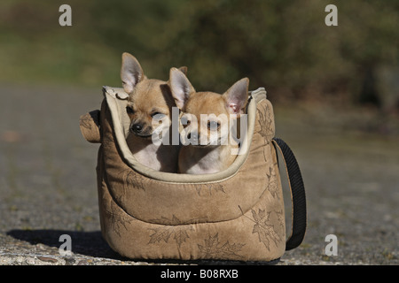 Chihuahua (Canis lupus f. familiaris), due 11 settimana whelps vecchio in un cestello Foto Stock