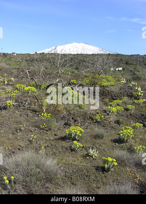 Argento, Euforbia montante Mirto (Euforbia Euphorbia rigida), piante in fiore con la coperta di neve Etna in background, Foto Stock