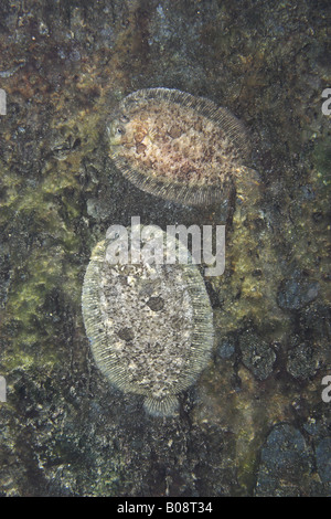 Topknot (Zeugopterus punctatus) Perfetto mimetismo su roccia con alghe Foto Stock