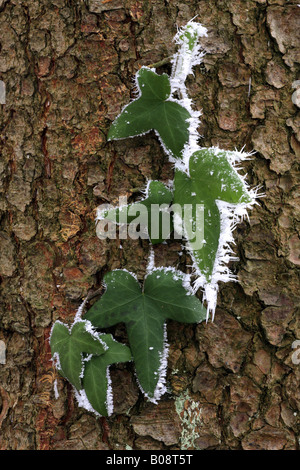 English ivy, comune edera (Hedera helix), foglie d'edera a tronco di albero con trasformata per forte gradiente frost, Svizzera Foto Stock