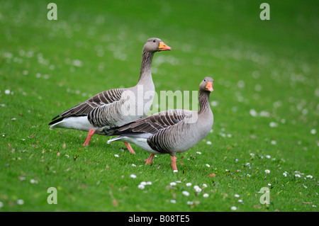 Coppia di oche Graylag (Anser anser) su un prato Foto Stock