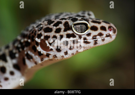 Leopard Gecko (Eublepharis macularius) Foto Stock