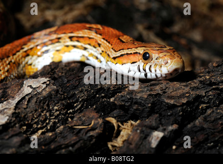 Il mais Snake (Elaphe guttata guttata) Foto Stock