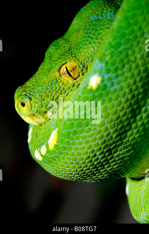 Green Tree Python (Chondropython viridis o Morelia viridis), Papua Nuova Guinea Foto Stock