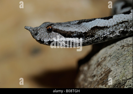 Maschio di vipera cornuta (Vipera ammodytes ruffoi), Alto Adige, Italia settentrionale Foto Stock