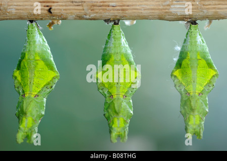 Il vecchio mondo - o comune a coda di rondine giallo farfalle (Papilio machaon), pupated Foto Stock