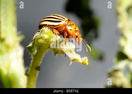 Colorado Beetle, dieci-striped Fante o dieci-rigato Potato Beetle (Leptinotarsa decemlineata) appollaiata su una pianta di patata Foto Stock