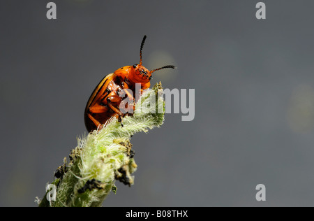 Colorado Beetle, dieci-striped Fante o dieci-rigato Potato Beetle (Leptinotarsa decemlineata) appollaiata su una pianta di patata Foto Stock