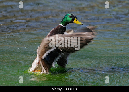 Mallard Duck (Anas platyrhynchos), maschio Foto Stock
