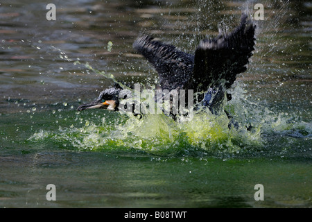 Double-crested cormorano (Phalacrocorax auritus) tenendo fuori dall'acqua Foto Stock