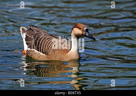 Swan Goose (Anser cygnoides) Foto Stock