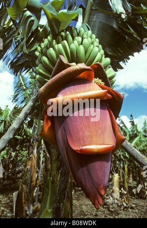 Piante di Banana (Musaceae), banane verdi e foglie, isola di La Palma Isole Canarie Spagna Foto Stock