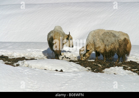 Le Querce tibetane (Bos grunniens), Stazione sciistica di Sulden, Bolzano-Bolzano, Italia Foto Stock