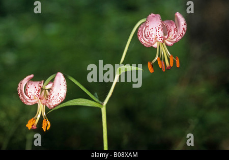 Martagon o Turk cappuccio del Giglio (Lilium martagon) Foto Stock