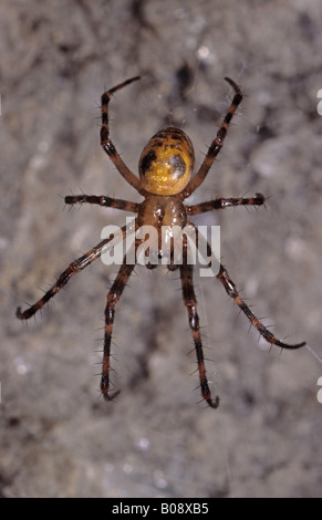 Comunità - o Grotta Orbweaving Spider (Meta menardi) Foto Stock