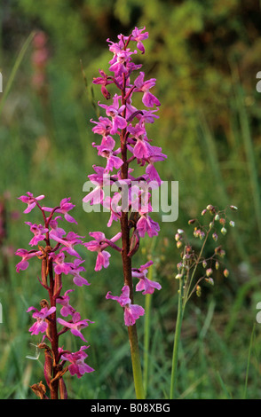 Fragranti Orchidea (Gymnadenia conopsea) Foto Stock