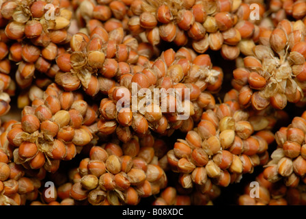 Dettaglio, Coda di Volpe - o miglio italiano (Setaria italica) Foto Stock