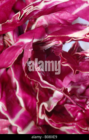 Radicchio o Cicory italiano (Cichorium intybus var. foliosum), tagliata aperta Foto Stock