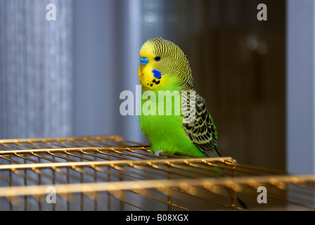 Verde giovane budgerigar, budgie (Melopsittacus undulatus) arroccato sulla cima della sua gabbia Foto Stock