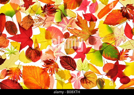 Raccolta assortita di autunno foglie colorate, still life Foto Stock