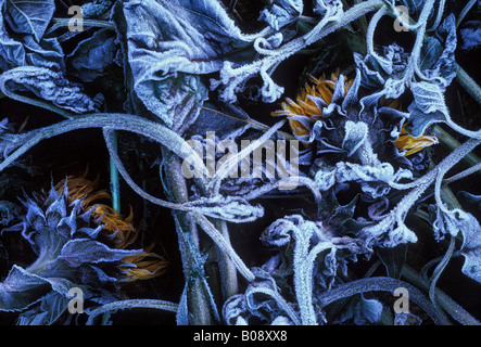 Frost-coperto il girasole (Helianthus annuus) in ottobre, primo gelo Foto Stock