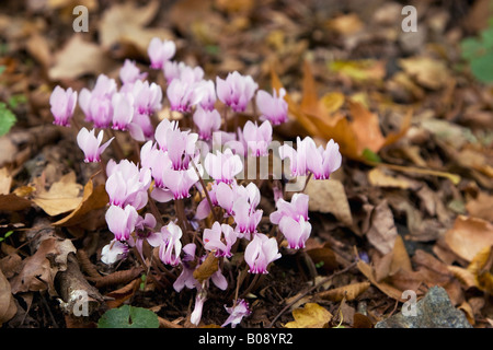 Il persiano violetta o Sowbread (Cyclamen persicum), Grecia, Europa Foto Stock