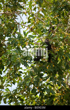Nero scimmia urlatrice (Alouatta caraya) nella struttura ad albero, Monkey River, Stann Creek District, Belize, America Centrale Foto Stock