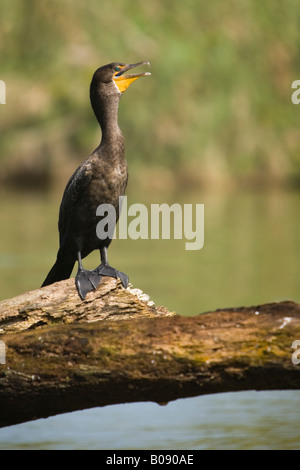 Anhinga (Anhinga anhinga) su albero caduto nel fiume di scimmia, Stann Creek District, Belize, America Centrale Foto Stock