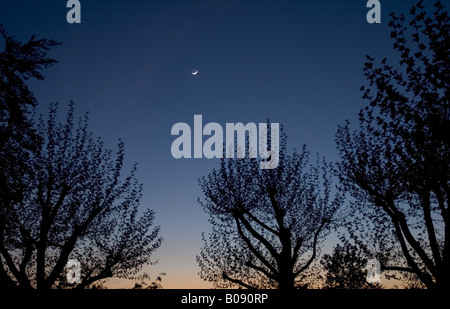 La luna e Venere nel cielo di sera su un gruppo di alberi, Germania, Baden-Baden Foto Stock