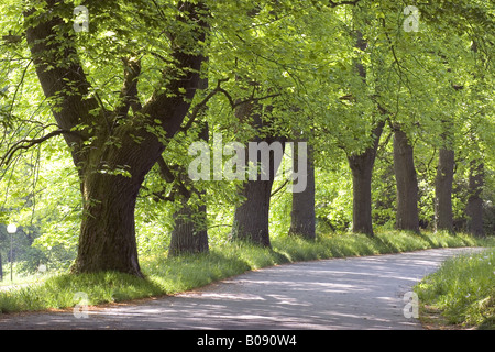 Tulip tree (Liriodendron Tulipifera), Tulip tree avenue, Germania, Baden-Baden Foto Stock