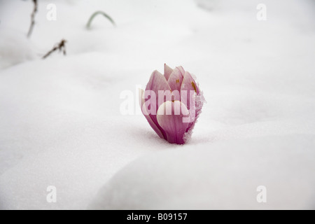 Piattino magnolia (Magnolia x soulangiana, Magnolia soulangiana, Magnolia x soulangeana, Magnolia soulangeana), Magnolia fiorisce in Foto Stock