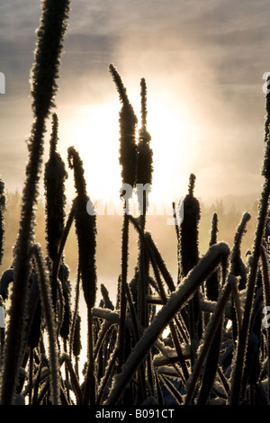 Cattails, giunchi (Typha) coperto di brina, alla luce del sole, nebbia, Takhini Hot Springs, Yukon Territory, Canada Foto Stock