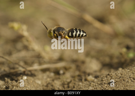 Rostrate bembix wasp (Bembix rostrata, Epibembix rostrata), volare, Germania, il Land Brandeburgo Foto Stock