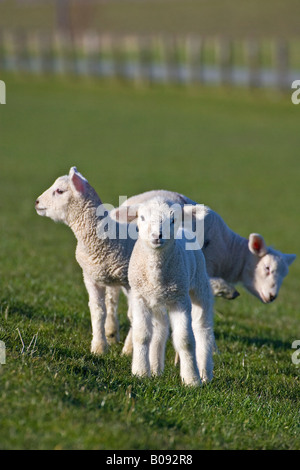 Tre gli agnelli (Ovis aries) su un mare del Nord dike, Dithmarschen, Schleswig-Holstein, Germania Foto Stock