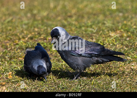 Coppia di Jackdaws eurasiatica (Corvus monedula), Nordfriesland, Schleswig-Holstein, Germania Foto Stock