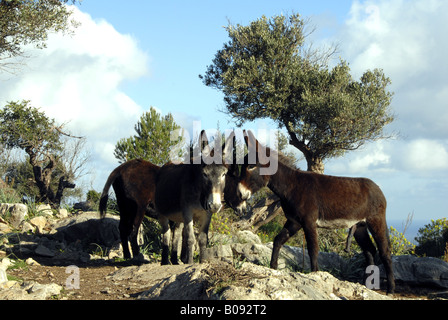 Asino domestico (Equus asinus f. asinus), asino e olivi, Spagna, Maiorca, Serra de Tramuntana Foto Stock